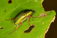 Pyronota festiva