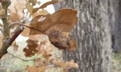 Neuroterus washingtonensis