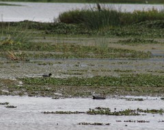 Fulica americana columbiana