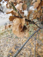 Neuroterus washingtonensis