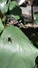 Chrysomya megacephala