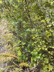 Pterophylla sylvicola