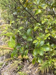 Pterophylla sylvicola