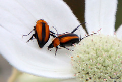 Phyllotocus scutellaris