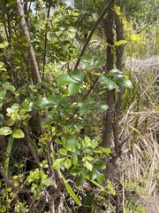 Pterophylla sylvicola
