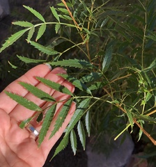 Tecoma stans angustata