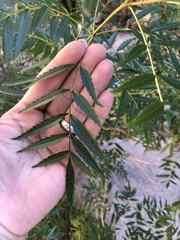 Tecoma stans angustata