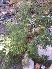 Tecoma stans angustata