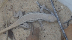 Sceloporus arenicolus