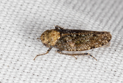 Paraphlepsius collitus