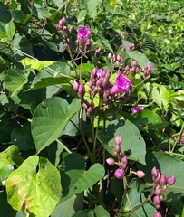 Ipomoea philomega