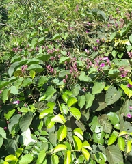 Ipomoea philomega