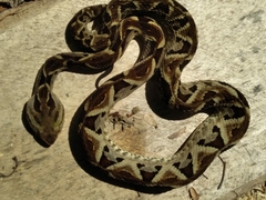 Bothrops