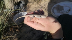 Sceloporus arenicolus