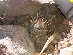 Mammillaria mercadensis