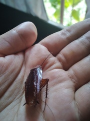 Periplaneta americana image