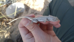 Sceloporus arenicolus