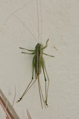 Conocephalus strictus