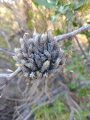 Tillandsia pedicellata
