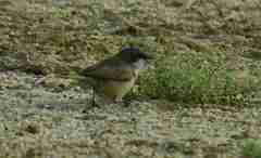 Curruca crassirostris