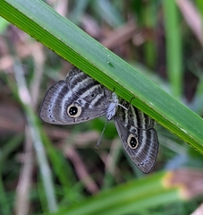 Leucochimona hyphea