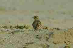 Calandrella brachydactyla