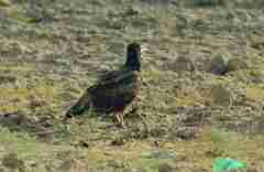 Neophron percnopterus