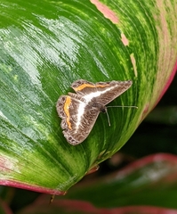 Nymphidium lisimon lisimon