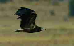 Neophron percnopterus