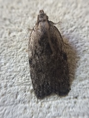 Phaeosaces compsotypa