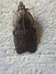 Phaeosaces compsotypa