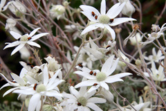 Phyllotocus scutellaris