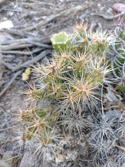 Maihueniopsis ovata