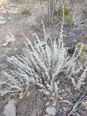 Artemisia mendozana