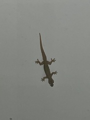 Hemidactylus platyurus