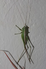 Conocephalus strictus