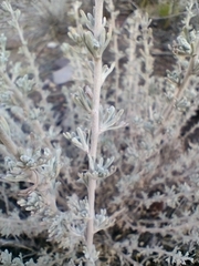 Artemisia mendozana