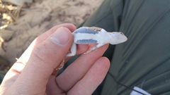 Sceloporus arenicolus