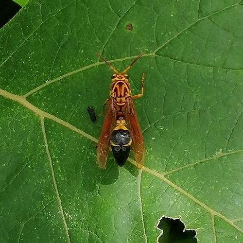 Pachymenes orellanae
