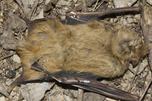 Lasiurus ega