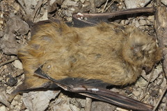 Lasiurus ega