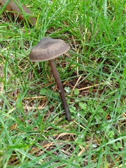 Nolanea edulis concentrica