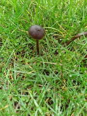 Nolanea edulis concentrica