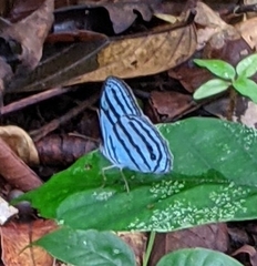 Cepheuptychia cephus