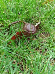 Nolanea edulis concentrica