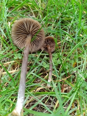 Nolanea edulis concentrica