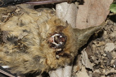 Lasiurus ega