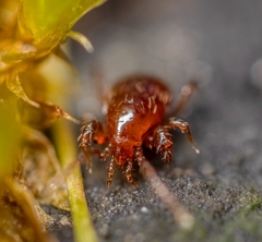 Pergamasus