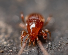 Pergamasus