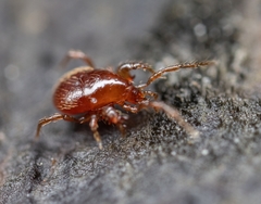 Pergamasus